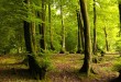 جگونه از جنگل محافظت کنیم-الگوی مصرف-درست مصرف کنیم