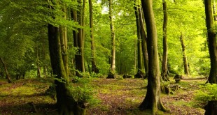 جگونه از جنگل محافظت کنیم-الگوی مصرف-درست مصرف کنیم