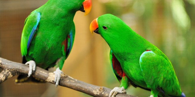 توصیه های بهداشتی در مورد نگهداری از پرندگان-درست مصرف کنیم - آموزش همگانی - آگاهی مصرف