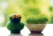 روش های کاشت سبزه دو رنگ برای عید نوروز-درست مصرف کنیم - آموزش همگانی - آگاهی مصرف