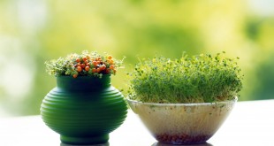 روش های کاشت سبزه دو رنگ برای عید نوروز-درست مصرف کنیم - آموزش همگانی - آگاهی مصرف