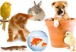 نکات مهم درباره نگهداری حیوانات خانگی-درست مصرف کنیم - آموزش همگانی - آگاهی مصرف