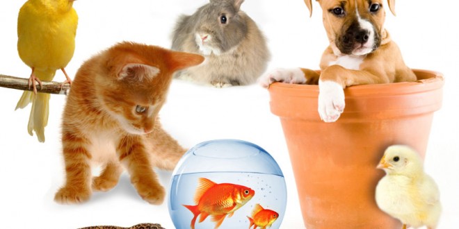 نکات مهم درباره نگهداری حیوانات خانگی-درست مصرف کنیم - آموزش همگانی - آگاهی مصرف
