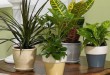 پرورش گیاهان آپارتمانی-درست مصرف کنیم - آموزش همگانی - آگاهی مصرف