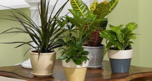 پرورش گیاهان آپارتمانی-درست مصرف کنیم - آموزش همگانی - آگاهی مصرف