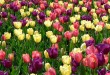 گل های بهاری-درست مصرف کنیم - آموزش همگانی - آگاهی مصرف