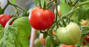 روش پرورش گوجه فرنگی در منزل-درست مصرف کنیم - آموزش همگانی - آگاهی مصرفَ