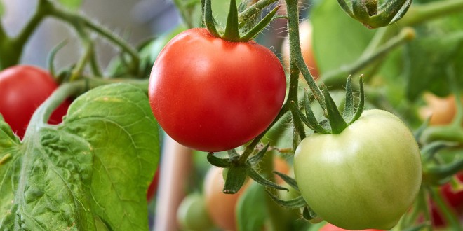 روش پرورش گوجه فرنگی در منزل-درست مصرف کنیم - آموزش همگانی - آگاهی مصرفَ