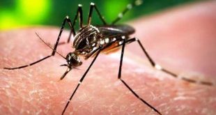 آیا حشرات انتقال دهنده بیماری ایدز هستند؟- پایگاه اینترنتی دانستنی ایران