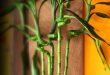 فواید درمانی گیاه بامبو- پایگاه اینترنتی دانستنی ایران