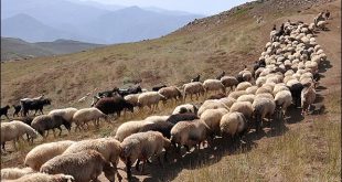 چگونه از مراتع محافظت کنیم؟- پایگاه اینترنتی دانستنی ایران