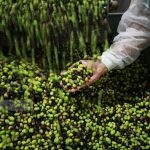 روغن زیتون