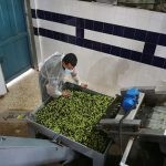 روغن زیتون