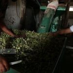 روغن زیتون