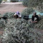 روغن زیتون