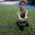 روغن زیتون