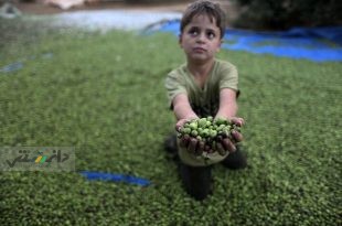 روغن زیتون