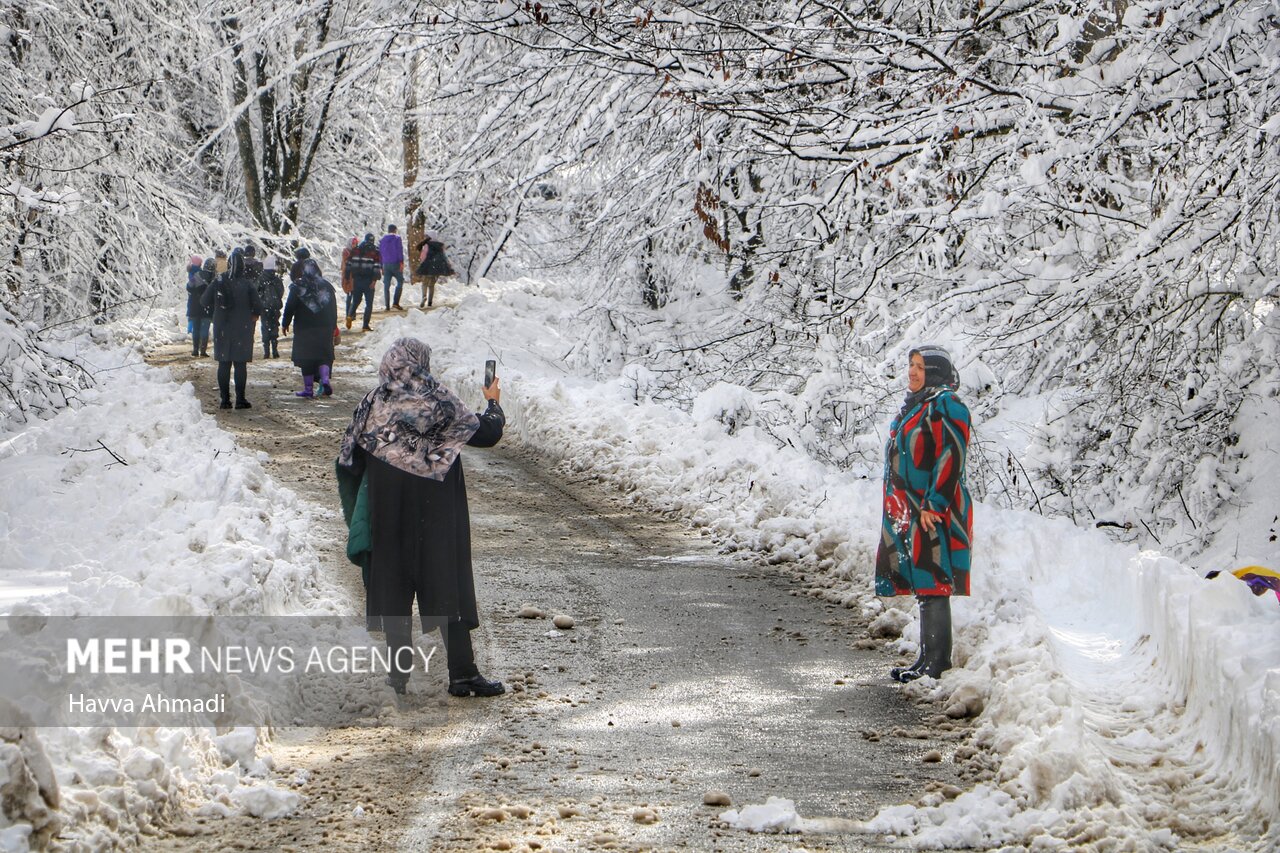 دست خالی مازندران از گردشگری در زمستان/ درناهای عاشق رفتند!