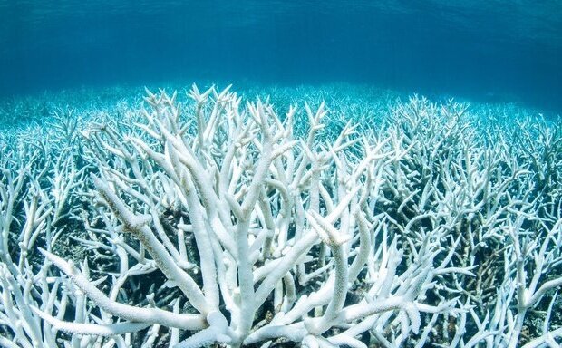 نابودی ۹۰ درصد مرجان‌ها در خارگ/ اکوسیستم جزیره احیا می‌شود