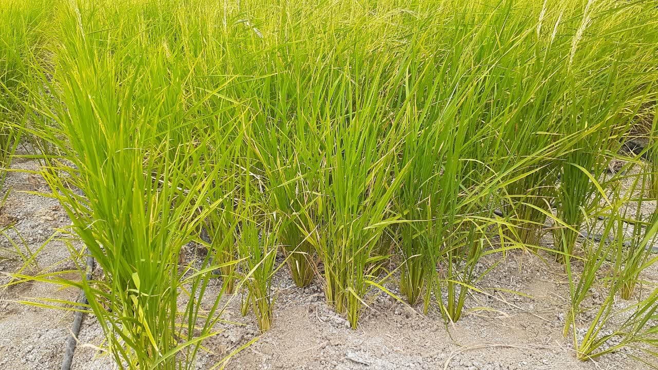 برنجکاری در خشکسالی/ رفع تشنگی شالیزار با خشکه‌کاری